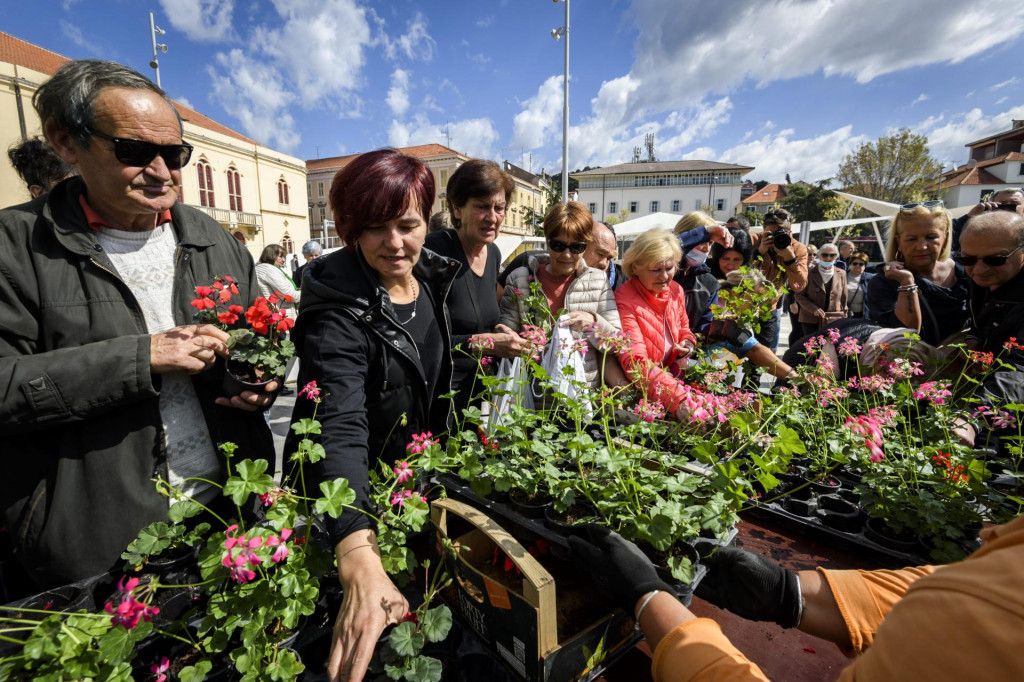 &lt;p&gt;&lt;br /&gt;
Turisticka zajednica grada i komunalna tvrtka Zeleni grad, podjelili su gradjanima dvije tisuce sadnica cvijeca.&lt;br /&gt;
 &lt;/p&gt;