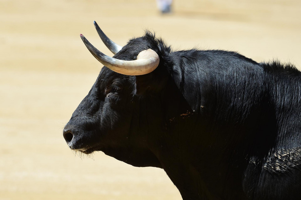 &lt;p&gt;spanish bull in bullring&lt;/p&gt;