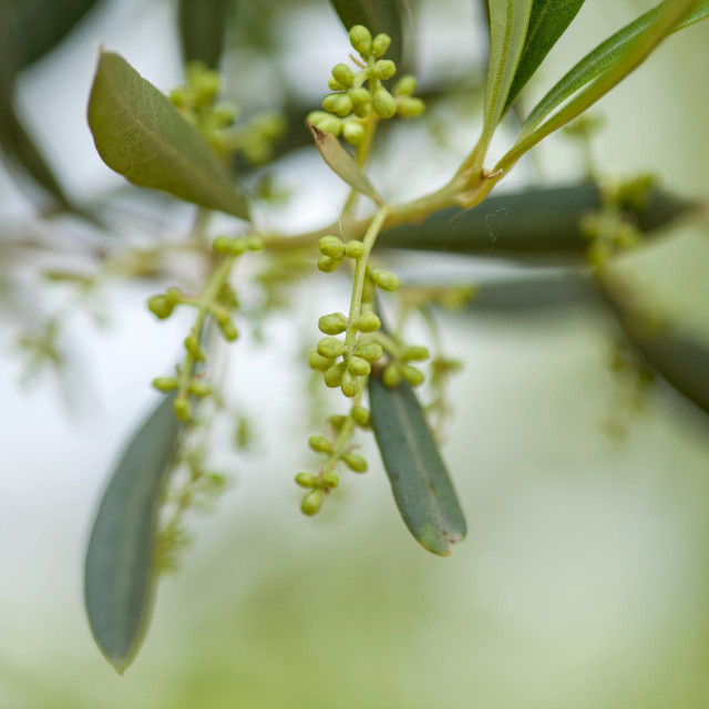 &lt;p&gt;olive trees starting to flower natural macro background&lt;/p&gt;