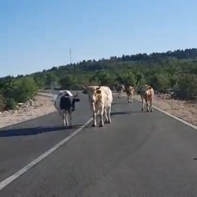 &lt;p&gt;Krave na cesti u Dubrovačkom primorju&lt;/p&gt;