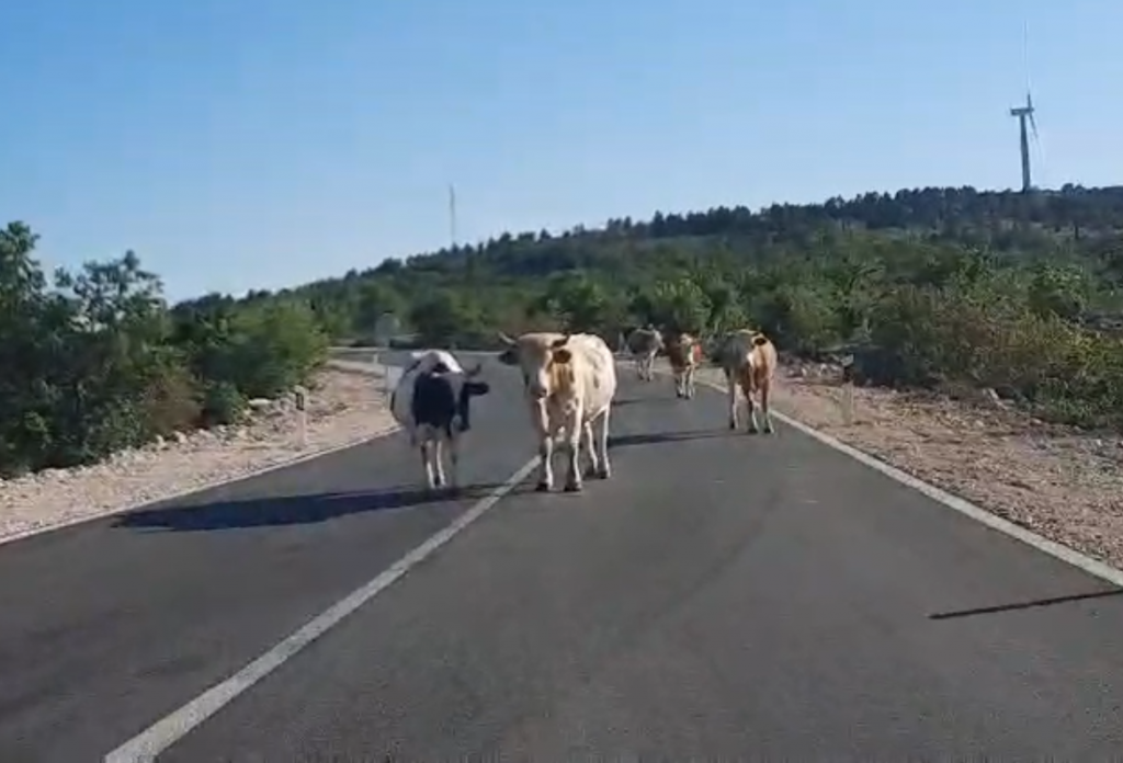 &lt;p&gt;Krave na cesti u Dubrovačkom primorju&lt;/p&gt;