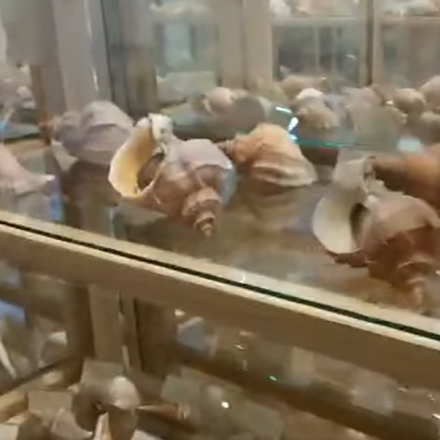 &lt;p&gt;U Cavtatu je otvoren Muzej morskih školjaka&lt;/p&gt;