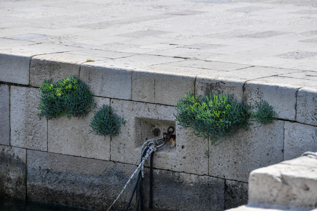 &lt;p&gt;Riva u starom dubrovačkom portu zarasla je u travu&lt;/p&gt;
