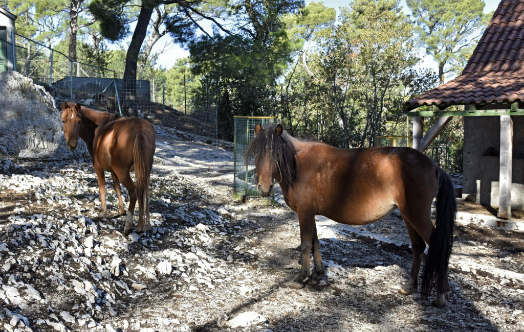 &lt;p&gt;Split,081020&lt;br /&gt;
Domace zivotinje u zooloskom vrtu na Marjanu.&lt;br /&gt;
Na fotografiji: konji.&lt;br /&gt;