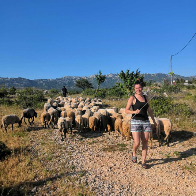 &lt;p&gt;Mlade pastirice vode ovce kroz Obrovac na Velebit&lt;/p&gt;