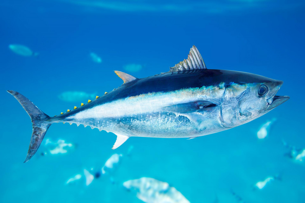 &lt;p&gt;Plavoperajna tuna (Thunnus thynnus)&lt;/p&gt;