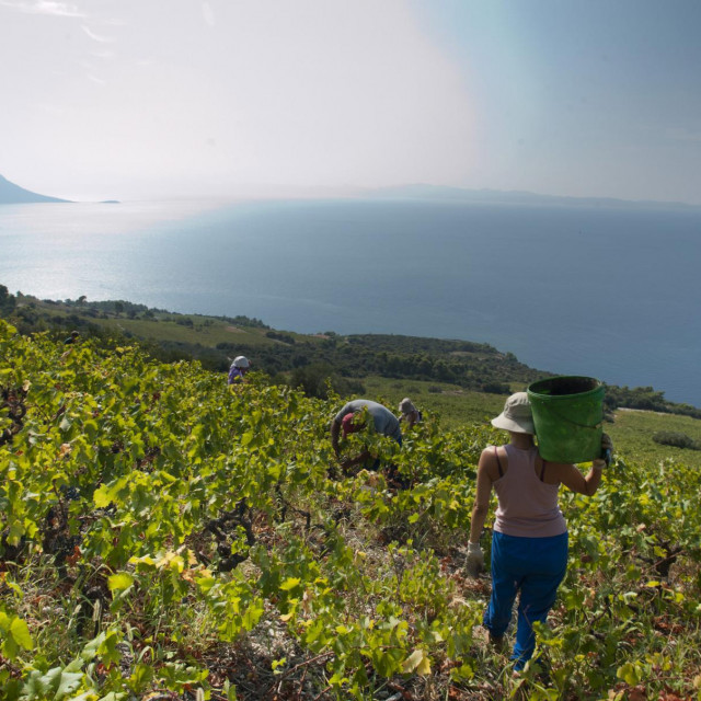 &lt;p&gt;Uzgojni je oblik većine vinograda u Dalmaciji (a 90 posto na Pelješcu) takozvani ambrela sistem i tu se mehanizacija može eventualno koristiti samo u zimskom periodu, kad nema vegetacije&lt;/p&gt;