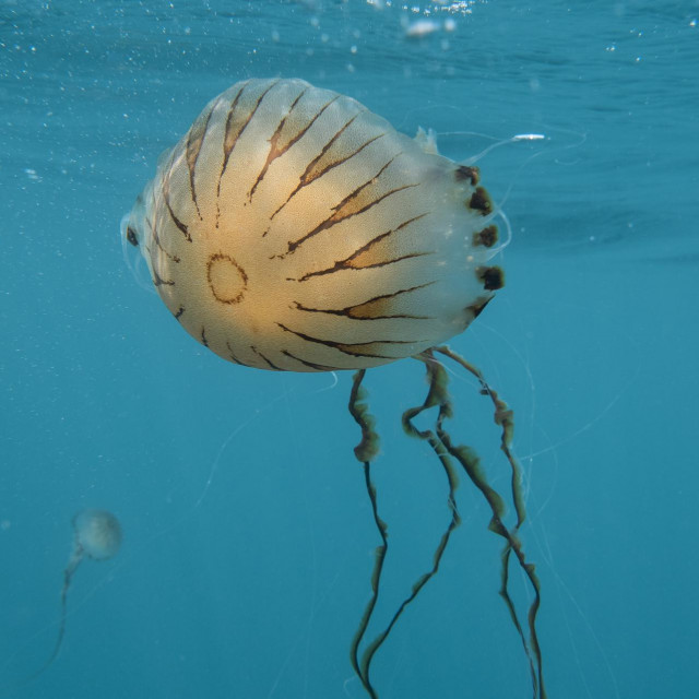 &lt;p&gt;Kompas meduza&lt;/p&gt;