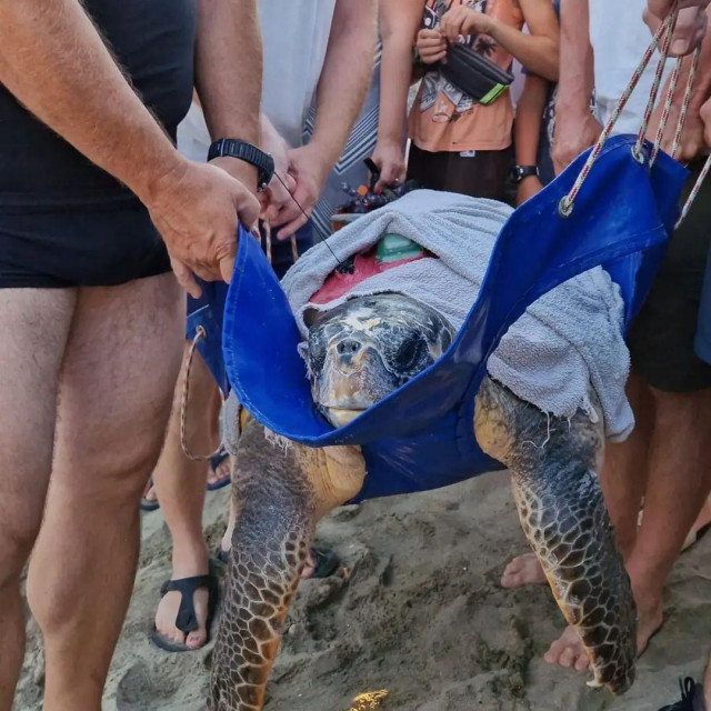 &lt;p&gt;Celebrity kornjače Luka-Amadeo i Mini Koko sretno vraćene u more&lt;/p&gt;