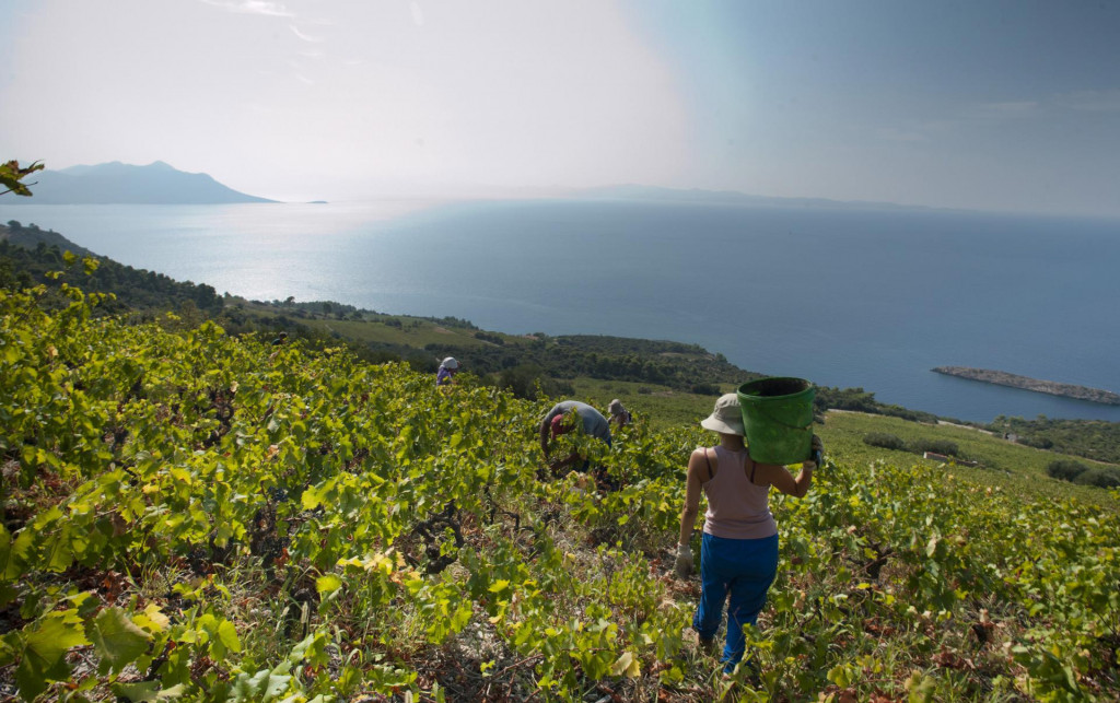 &lt;p&gt;Uzgojni je oblik većine vinograda u Dalmaciji (a 90 posto na Pelješcu) takozvani ambrela sistem i tu se mehanizacija može eventualno koristiti samo u zimskom periodu, kad nema vegetacije&lt;/p&gt;