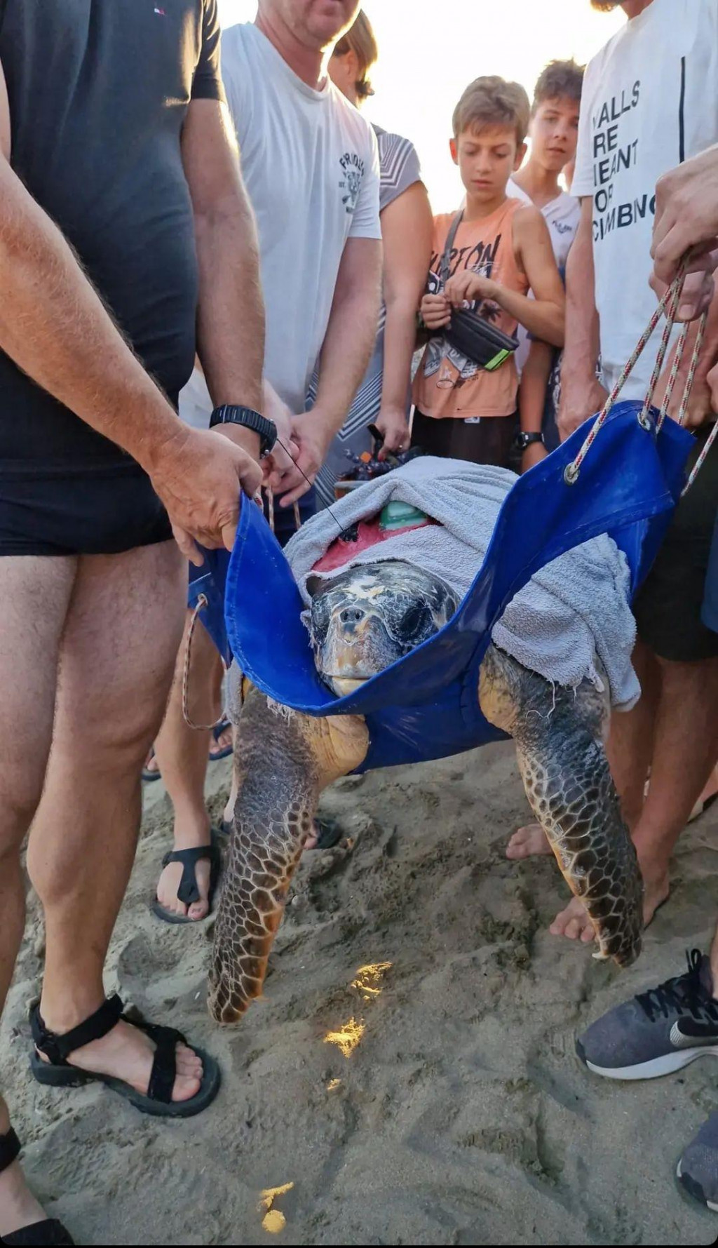 &lt;p&gt;Celebrity kornjače Luka-Amadeo i Mini Koko sretno vraćene u more&lt;/p&gt;