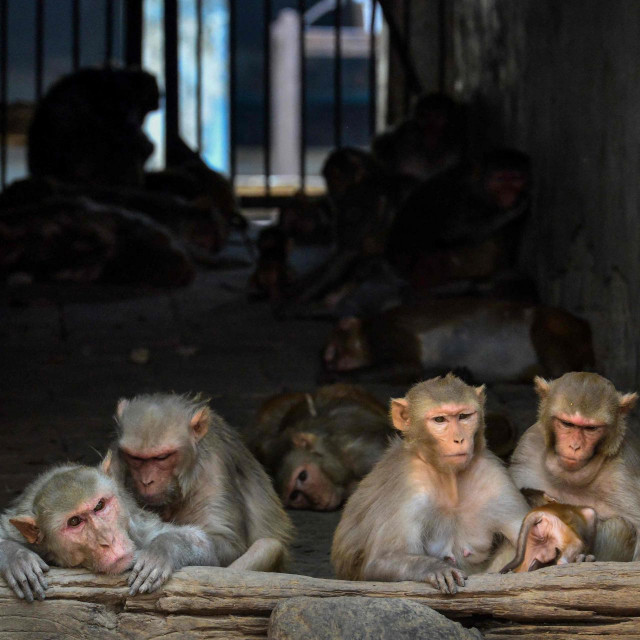 &lt;p&gt;Virus je nazvan majmunskim boginjama jer je otkriven među majmunima u danskom laboratoriju 1958. godine, ali ljudi su se njime uglavnom zarazili od glodavaca (ilustracija)&lt;/p&gt;