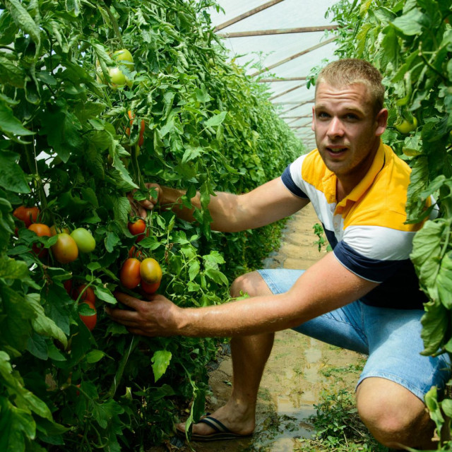 &lt;p&gt;Mirko Knežić bavi se uzgojem povrća, paprika, rajčica, krastavaca &lt;/p&gt;