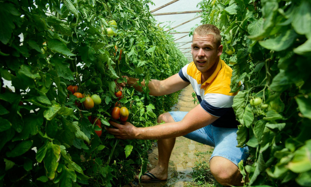 &lt;p&gt;Mirko Knežić bavi se uzgojem povrća, paprika, rajčica, krastavaca &lt;/p&gt;
