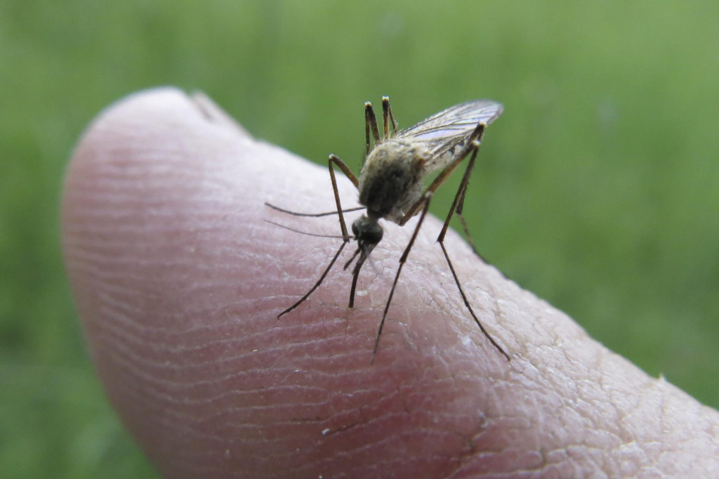 &lt;p&gt;Pula, 270616.&lt;br /&gt;
Vrlo kisni lipanj i toplo vrijeme pogodovao je razmnozavanju komaraca. Komaraca u Istri ima na pretek a pri odlazak u prirodu nemoguce je proci bez desetine uboda.&lt;br /&gt;