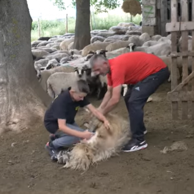&lt;p&gt;Gabrijel i Marijan Jonjić u akciji šišanja ovaca&lt;/p&gt;