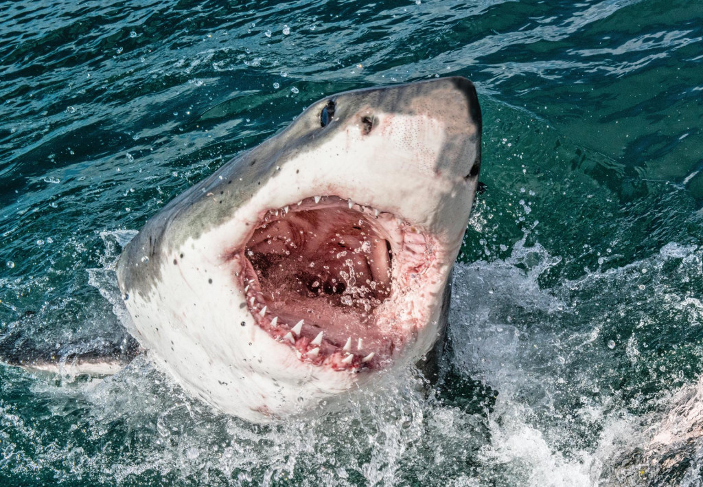 &lt;p&gt;Podaci Prirodnjačkog muzeja Floride u 2021. pokazuju da je širom svijeta bilo 137 napada morskih pasa, među kojima 11 sa smrtnim ishodom (ilustracija)&lt;/p&gt;