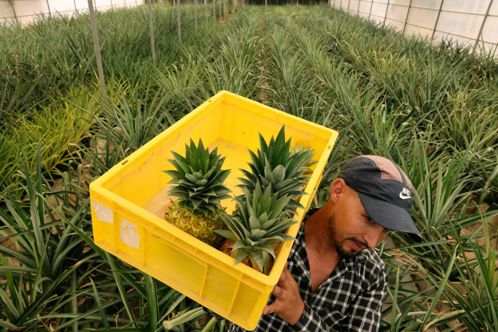 &lt;p&gt;Berba sočnih ananasa u stakleniku u pustinji Al-Awir&lt;/p&gt;