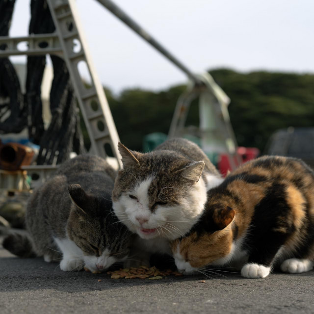 &lt;p&gt;Mačke na Tashirojimi&lt;/p&gt;