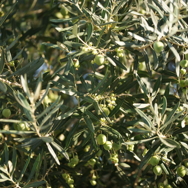 &lt;p&gt;Olives ripen on the tree.&lt;/p&gt;