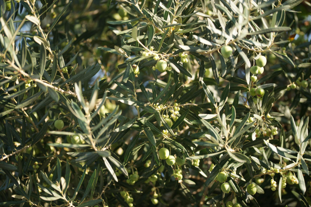 &lt;p&gt;Olives ripen on the tree.&lt;/p&gt;
