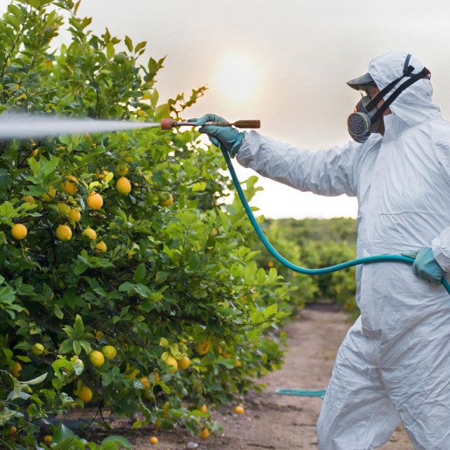&lt;p&gt; Prskanje pesticida na limun u Španjolskoj&lt;/p&gt;