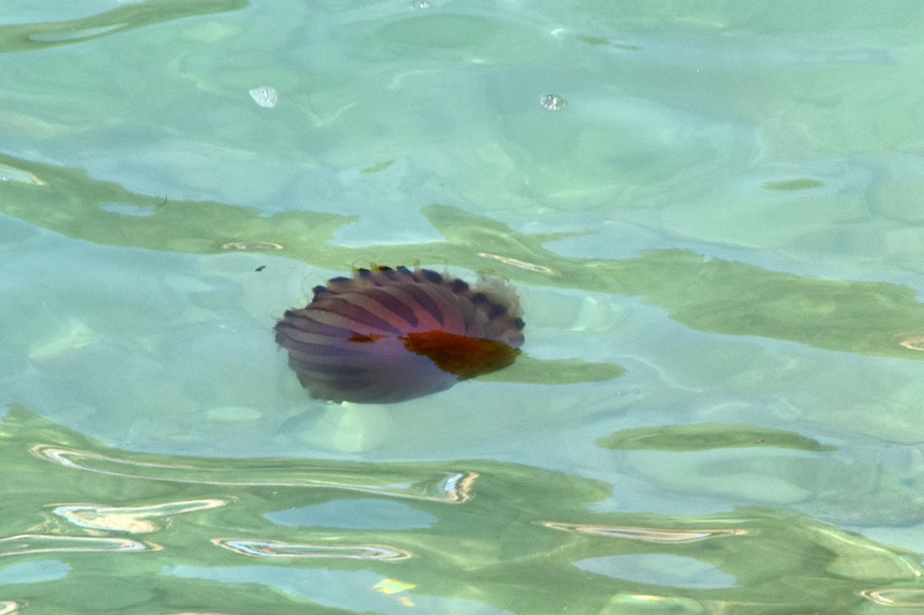 &lt;p&gt;Kompas meduza (Chrysaora hysocella) u Istri&lt;/p&gt;