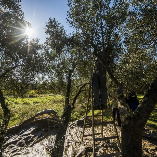 &lt;p&gt;Berba maslina u Dalmatinskoj Zagori, gdje je sorta Krvavica izvrsno rodila ove godine.&lt;/p&gt;