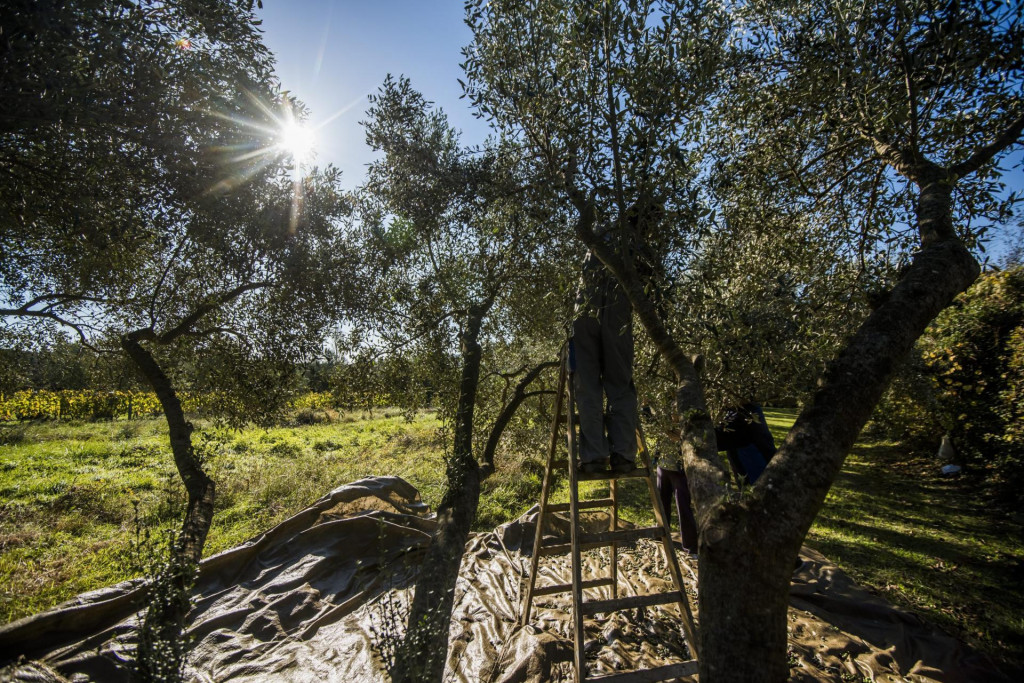 &lt;p&gt;Berba maslina u Dalmatinskoj Zagori, gdje je sorta Krvavica izvrsno rodila ove godine.&lt;/p&gt;