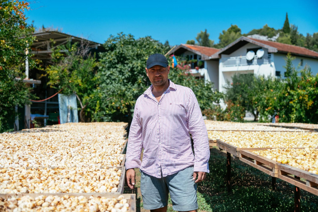 &lt;p&gt;Tomo Ostojić, najveći uzgajivač smokava u Dalmaciji&lt;/p&gt;