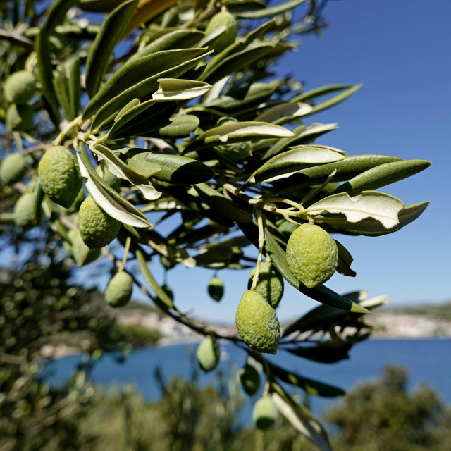 &lt;p&gt;Plodovi smežurani od suše krajem ovog kolovoza u Marini kod Trogira&lt;/p&gt;