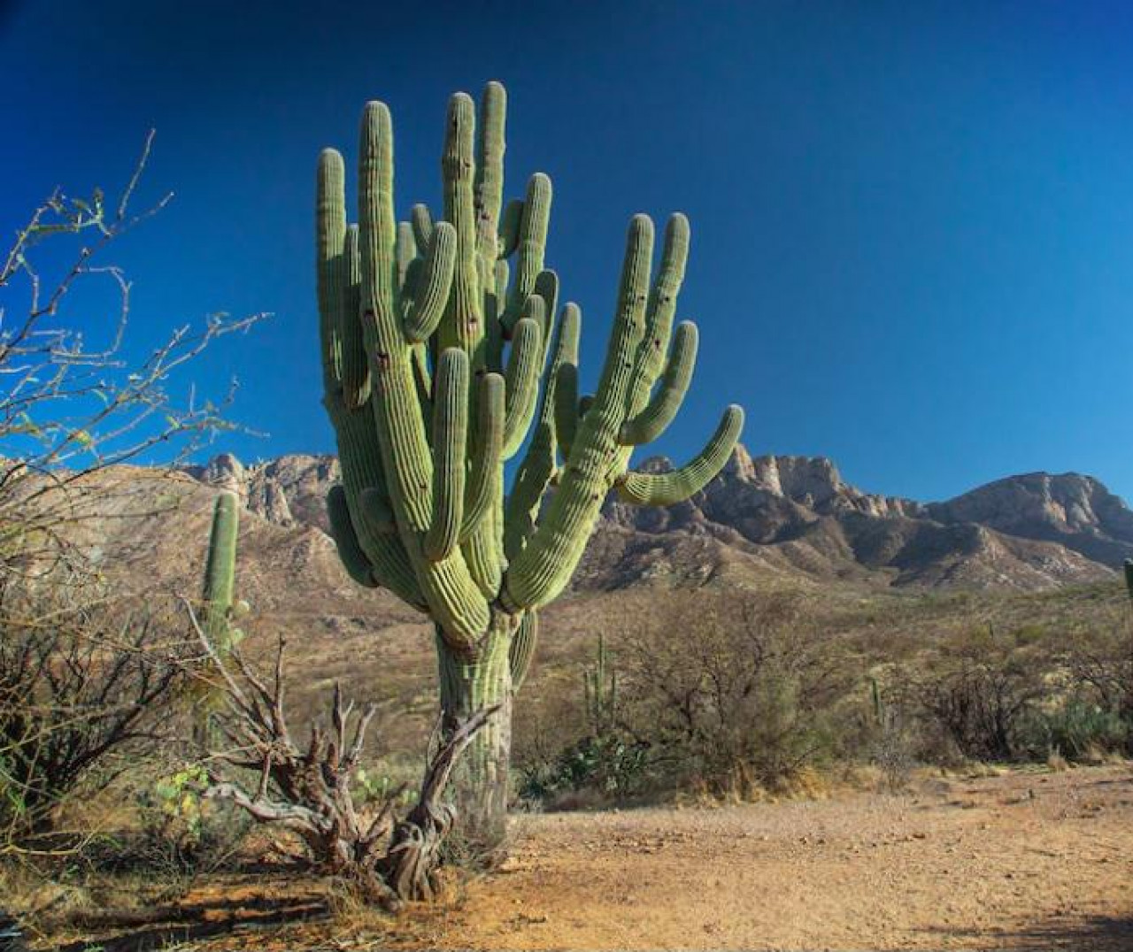 Slobodna Dalmacija - Divovski kaktus saguaro star 200 godina sruila jaka  kia u nacionalnom parku Arizona