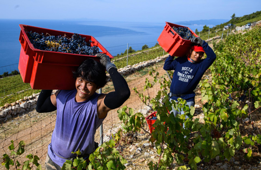 &lt;p&gt;Filipinci pomažu u berbi grožđa u Dingaču&lt;/p&gt;