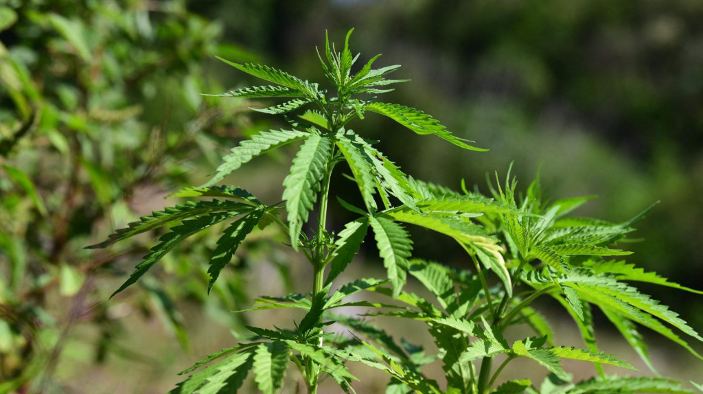 &lt;p&gt;View of marihuana plant during a joint operation between Agents of the Paraguayan Investigation Unit of the National Anti-Drug Department (SENAD) and Brazilian police called ‘New Alliance XXXII‘ in Pedro Juan Caballero, near Brazilian border, 550 km northeast of Asuncion on May 24, 2022. (Photo by NORBERTO DUARTE/AFP)&lt;/p&gt;