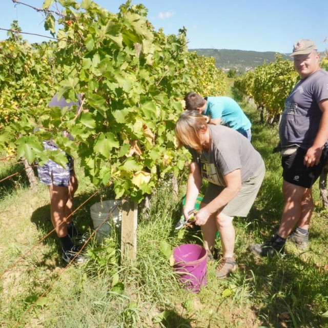 &lt;p&gt;Agronom Ante Šimunović u očevu vinogradu s jakom ekipom berača&lt;/p&gt;
