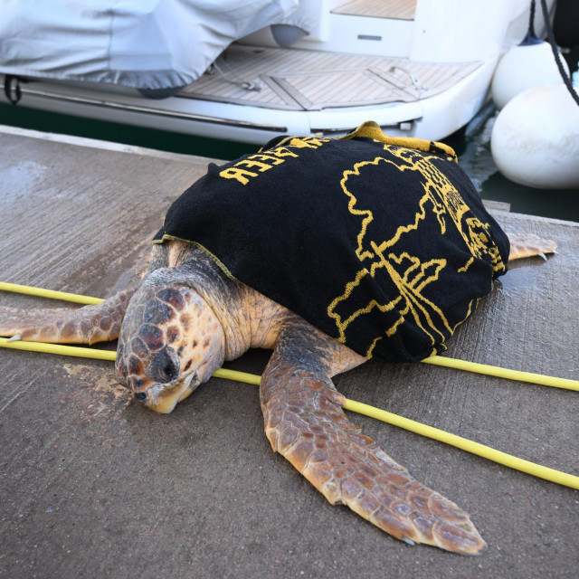 &lt;p&gt;Morska kornjača spašena lani kod Zadra&lt;/p&gt;
