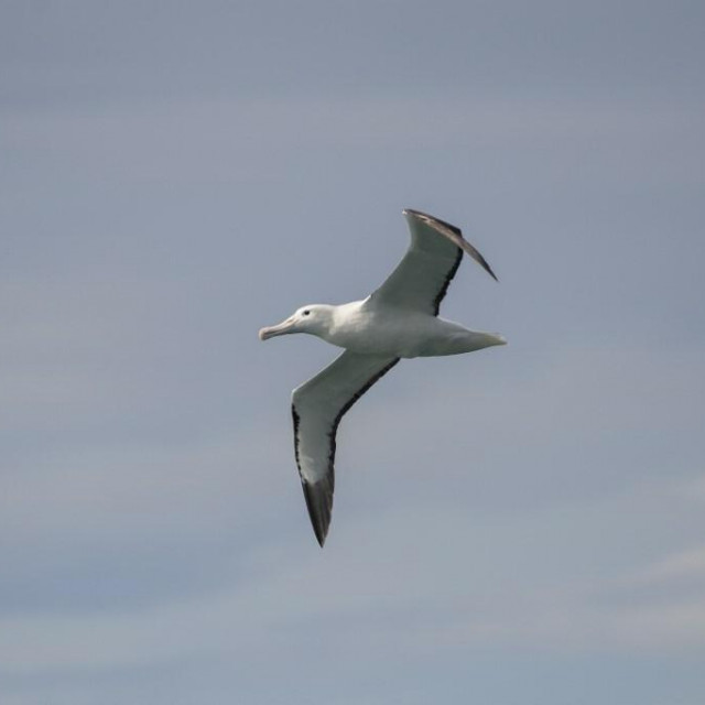 &lt;p&gt;Albatros u letu&lt;/p&gt;