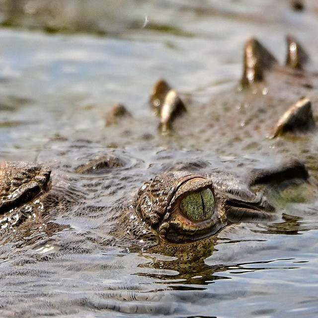 &lt;p&gt;Američki krokodil u Kostarici&lt;/p&gt;