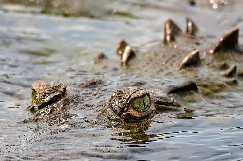 &lt;p&gt;Američki krokodil u Kostarici&lt;/p&gt;