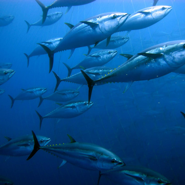 &lt;p&gt;Tuna in the Mediterranean Sea&lt;/p&gt;
