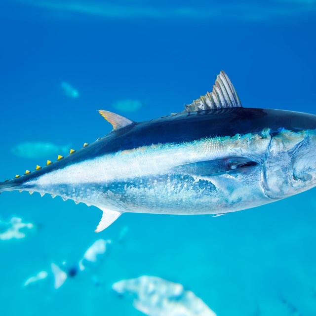 &lt;p&gt;Plavoperajna tuna inače ovako izgleda&lt;/p&gt;