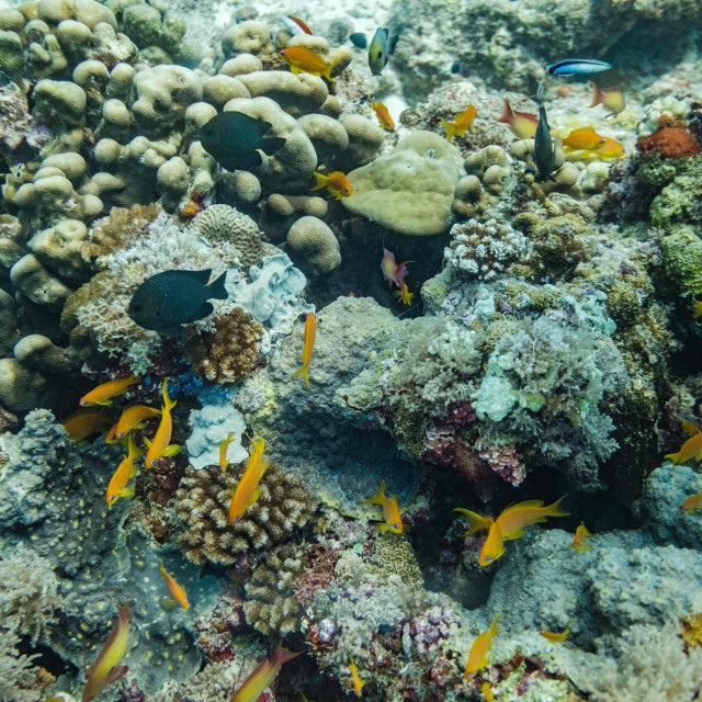 &lt;p&gt;Coral reefs are seen in Matemwe, Zanzibar, on January 10, 2022. - Zanzibar‘s clear waters and lively reefs attract scuba diving tourists from all over the world. (Photo by Sumy Sadurni/AFP)&lt;/p&gt;