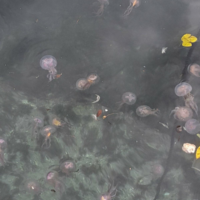 &lt;p&gt;meduze u gradskom portu&lt;/p&gt;