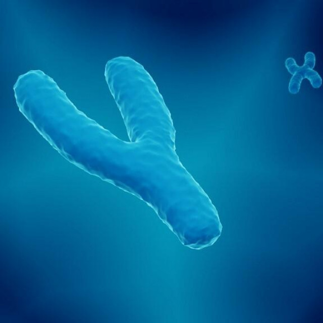 &lt;p&gt;Ljudski kromosom Y degenerira i mogao bi nestati, tvrdi Jenny Graves, profesorica genetike s australskog Sveučilišta La Trobe&lt;/p&gt;