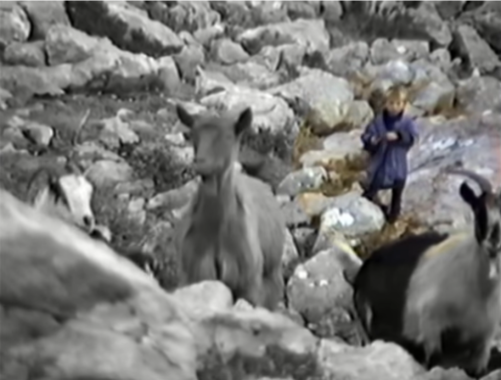 &lt;p&gt;Petogodišnji Luka Modrić s kozama na Velebitu&lt;/p&gt;