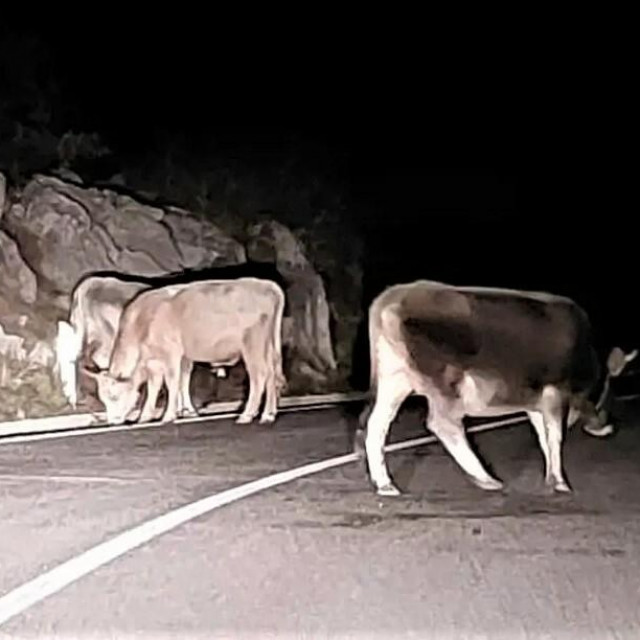 &lt;p&gt;Domaće životinje bez nadzora kreću se noću na državnoj prometnici Vrgorac - Makarska&lt;/p&gt;