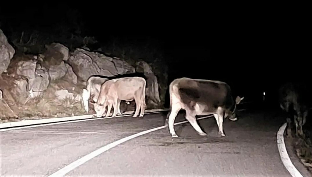 &lt;p&gt;Domaće životinje bez nadzora kreću se noću na državnoj prometnici Vrgorac - Makarska&lt;/p&gt;