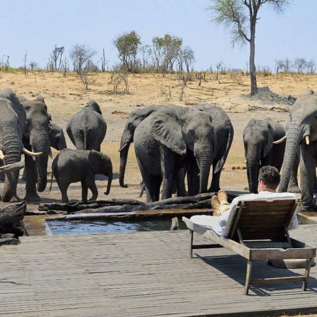 &lt;p&gt;Neponovljivi doživljaj iz Zimbabvea, kada slonovi popiju bazen&lt;/p&gt;