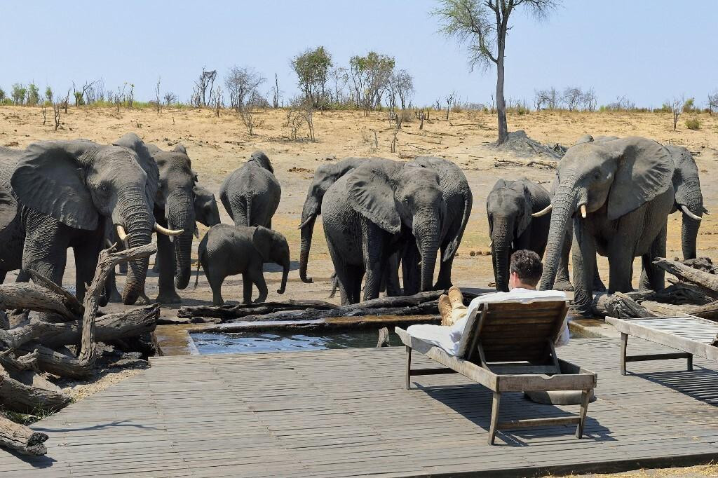 &lt;p&gt;Neponovljivi doživljaj iz Zimbabvea, kada slonovi popiju bazen&lt;/p&gt;