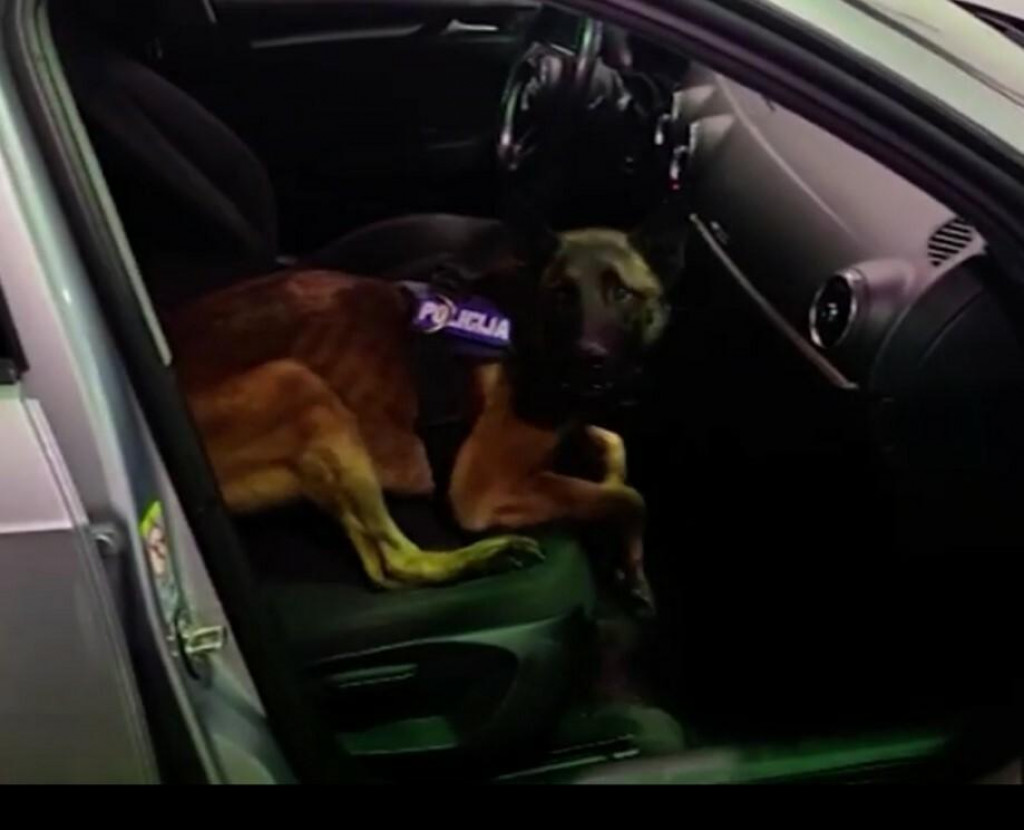 &lt;p&gt;Policijski pas Hunt nanjušio je drogu u automobilu&lt;/p&gt;